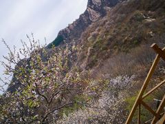 -大岭沟猕猴桃谷风景区