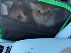 -北京派仕佳德动物医院·超导核磁·CT·神经科·骨科·内外科·急重症管理中心