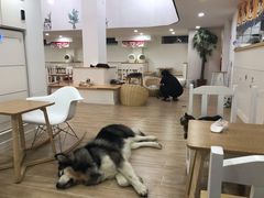 大堂-李小姐の猫咖啡馆(五角场店)