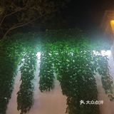 图片中的可能很多游客没有到的绿色的公园