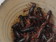 -同銮特种养殖场·龙虾垂钓