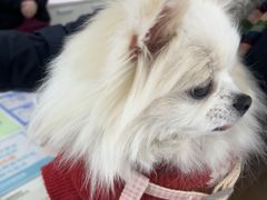 -美联众合动物医院·24h京西诊疗中心