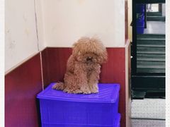 -福顺祥大盘鸡(临潼店)
