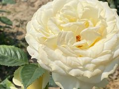-杭州湾海上花田景区