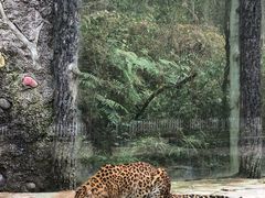 -贵州森林野生动物园