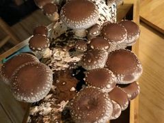 -大头椰·椰子鸡火锅(南宁万象城店)