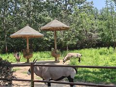 -大连森林动物园