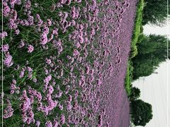 -紫颐香薰山谷景区