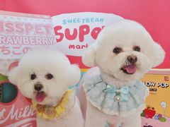 -读宠于你·约克夏比熊·睫角守宫·爬宠售卖(高新店)