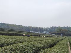 -中国茶叶博物馆(双峰馆区)