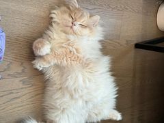 -lincat·猫舍(广州店)