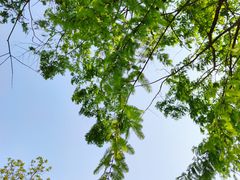 -杭州植物园
