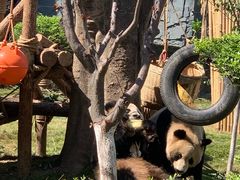 -五龙山野生动物王国