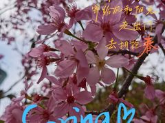 -狐尾山公园