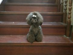 -多卡布奇宠物生活馆(上林世家店)