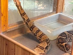 -上海大自然野生昆虫馆