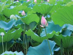 -荔湾湖公园