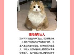 -翊宠yipet猫狗购宠庄园犬舍•猫舍