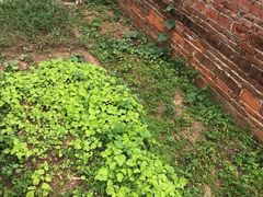 -梅州好吃腌面-达兴全猪汤(别走错店)