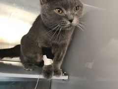 -芭比堂动物医院·犬猫全科·异宠专科(雁塔分院)