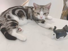 -飞行喵MR PILOT|猫舍·猫咖(静安大融城店)