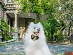 -超宠爱宠物摄影-Super pet