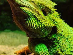 -帕帕拉兹宠物(亚洲旗舰店)