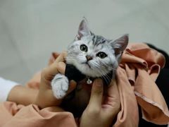 -lincat·猫舍(广州店)