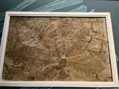 -辽宁古生物博物馆