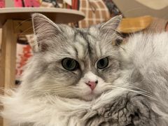 -Let's go狗咖·猫咖·奶狗·桌游(春熙路IFS店)