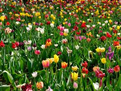 -洛阳郁金香牡丹园