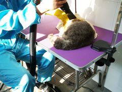 -宠颐生动物医院·心脏科·保险定点(锦阳分院)