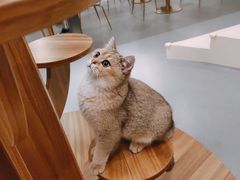 -飞行喵MR PILOT|猫舍·猫咖(静安大融城店)