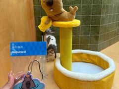 -帕帕拉兹宠物(亚洲旗舰店)