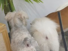 -房东的猫宠物生活馆