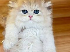 -猫十亿·布偶金渐层·曼基康矮脚猫舍(青年路店)