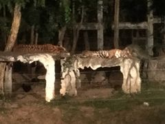 -清迈夜间动物园