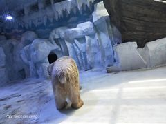 -芜湖新华联大白鲸海洋公园