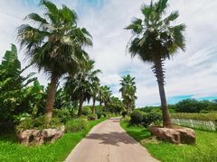 -亚龙湾国际玫瑰谷