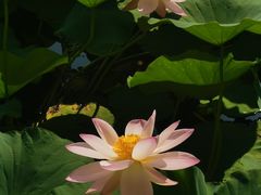 -莲花池公园