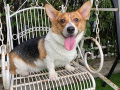 -汪说喵讲宠物乐园宠物酒店(红星美凯龙店)