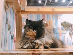 -小时光咖啡馆(开森度假森林店)