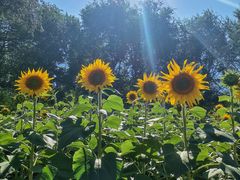 -长白岛森林公园