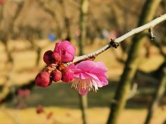 -香雪海