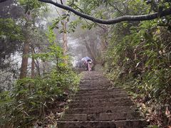 -天目山大树王景区