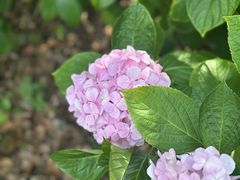 -上海滨江森林公园