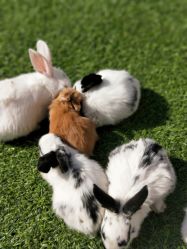 -萌宠亲子动物乐园(槐房万达店)