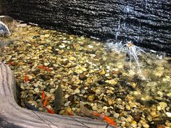 -小科自助海鲜烧肉(高区店)