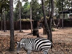 -清迈夜间动物园
