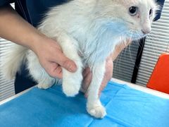 -伟伟宠物医院·CT影像中心·瑞派犬猫综合性门诊(汉口总院)